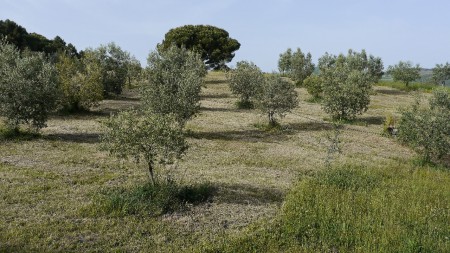 10 Bilder zu "Land und Bepflanzung" -  Teilansicht Olivenhain