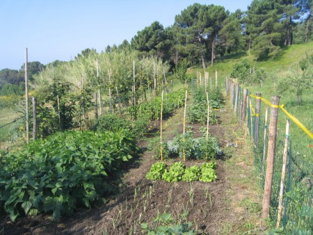 Gemüsegarten