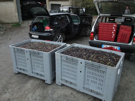 600 kg Oliven