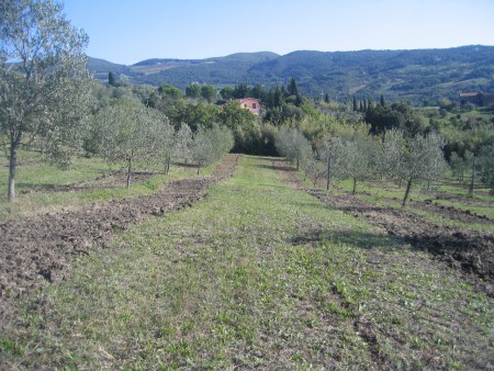 Unterer Olivenhain